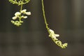 Sophora flower and bud lengthen to the sky Royalty Free Stock Photo