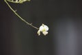 Sophora flower and bud lengthen to the sky Royalty Free Stock Photo