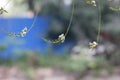 Sophora flower and bud lengthen under the sun Royalty Free Stock Photo