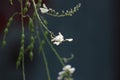 Sophora flower and bud lengthen under the sun Royalty Free Stock Photo