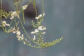 Sophora flower and bud lengthen under the sun Royalty Free Stock Photo