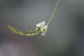 Sophora flower and bud lengthen under the sun