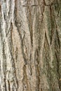 Sophora japonica tree. Bark of tree. Tree trunk. Acacia.