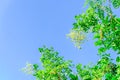 Sophora japonica flower blooming on tree under blue sky in Vietnam