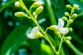 Sophora japonica tree. tree leaves. Acacia. Sophora japonica flowers. Blurred Background