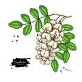 Sophora Japonica vector drawing. Hand drawn botanical branch with flowers and leaves.