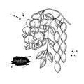 Sophora Japonica vector drawing. Hand drawn botanical branch with flowers, pod and leaves.