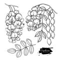 Sophora Japonica vector drawing. Hand drawn botanical branch with flowers, pod and leaves.