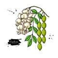 Sophora Japonica vector drawing. Hand drawn botanical branch with flowers, pod and leaves