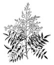 Sophora Japonica vintage illustration