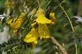 Sophora microphylla ``Hilsop` SUN KING