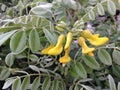 Sophora Tomentosa (Necklacepod) Plant Blossoming.