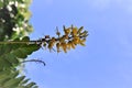 Sophora tomentosa yellow flower buds