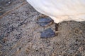 Bird ringing or banding. Metal ring on a leg of a wild swan to enable individual identification Royalty Free Stock Photo