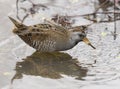 Sora bird eating in water isolated