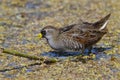 Sora Foraging in a Shallow Marsh - Florida