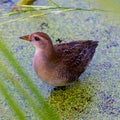 Sora on the Minnesota River in early fall that was feeding on a nearby patch of wild rice taken in the Minnesota Valley National W