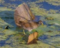 Sora on the Minnesota River in early fall that was feeding on a nearby patch of wild rice taken in the Minnesota Valley National W