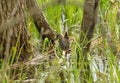 The sora Porzana carolina , small waterbird looking for food in marsh vegetation.