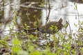 The sora Porzana carolina , small waterbird looking for food in marsh vegetation.