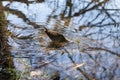 The sora Porzana carolina , small waterbird looking for food in marsh vegetation.