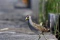 Sora Rail on Boardwalk 807005