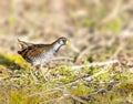 Sora rail or sora crake looking for food by a lake