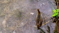 A Sora Rail feeding and wading in shallow water in a marsh.