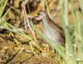 A Sora Rail Foraging In A Marsh Royalty Free Stock Photo