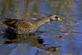 Sora Rail Hunts 807001