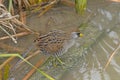 A Sora Searching the Wetlands for Food