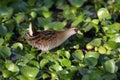 Sora Wading Through a Marsh