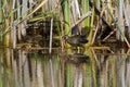 Sora wading in shallow water.