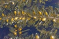 Soranthera ulvoidea, sometimes called the studded sea balloon