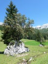 A sorb with fruits and the Dachsteinmassif