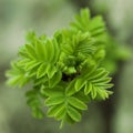 Sorbaria sorbifolia. Spring blossoming