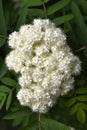 Sorbaria sorbifolia. Yellow flowers of the mountain ash. Inflorescences of mountain ash