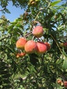 Sorbs in fruit tree . Tuscany, Italy Royalty Free Stock Photo
