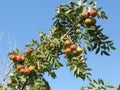 Sorbs in fruit tree . Tuscany, Italy Royalty Free Stock Photo