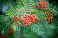 Sorbus Royalty Free Stock Photo