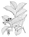 Sorbus Alnifolia vintage illustration