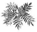 Sorbus Americana vintage illustration