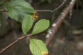 Sorbus aria branch in summer Royalty Free Stock Photo