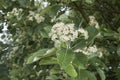 Sorbus aria in bloom