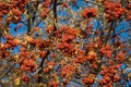 Sorbus aucuparia Royalty Free Stock Photo