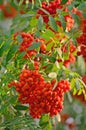 Sorbus aucuparia ashberry rowan tree mountain ash S. sorb service shrub, red ripe fruits, leaves, bright vertical sunny rowanberry Royalty Free Stock Photo