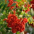 Sorbus aucuparia ashberry rowan tree mountain ash S. sorb service shrub, red ripe fruits, leaves, bright vertical sunny rowanberry Royalty Free Stock Photo