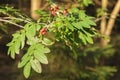 Sorbus aucuparia with berries in the forest_Eberesche Royalty Free Stock Photo