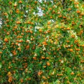Branches of Rowan tree full with lush green leaves and orange berries