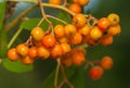 Sorbus aucuparia Royalty Free Stock Photo